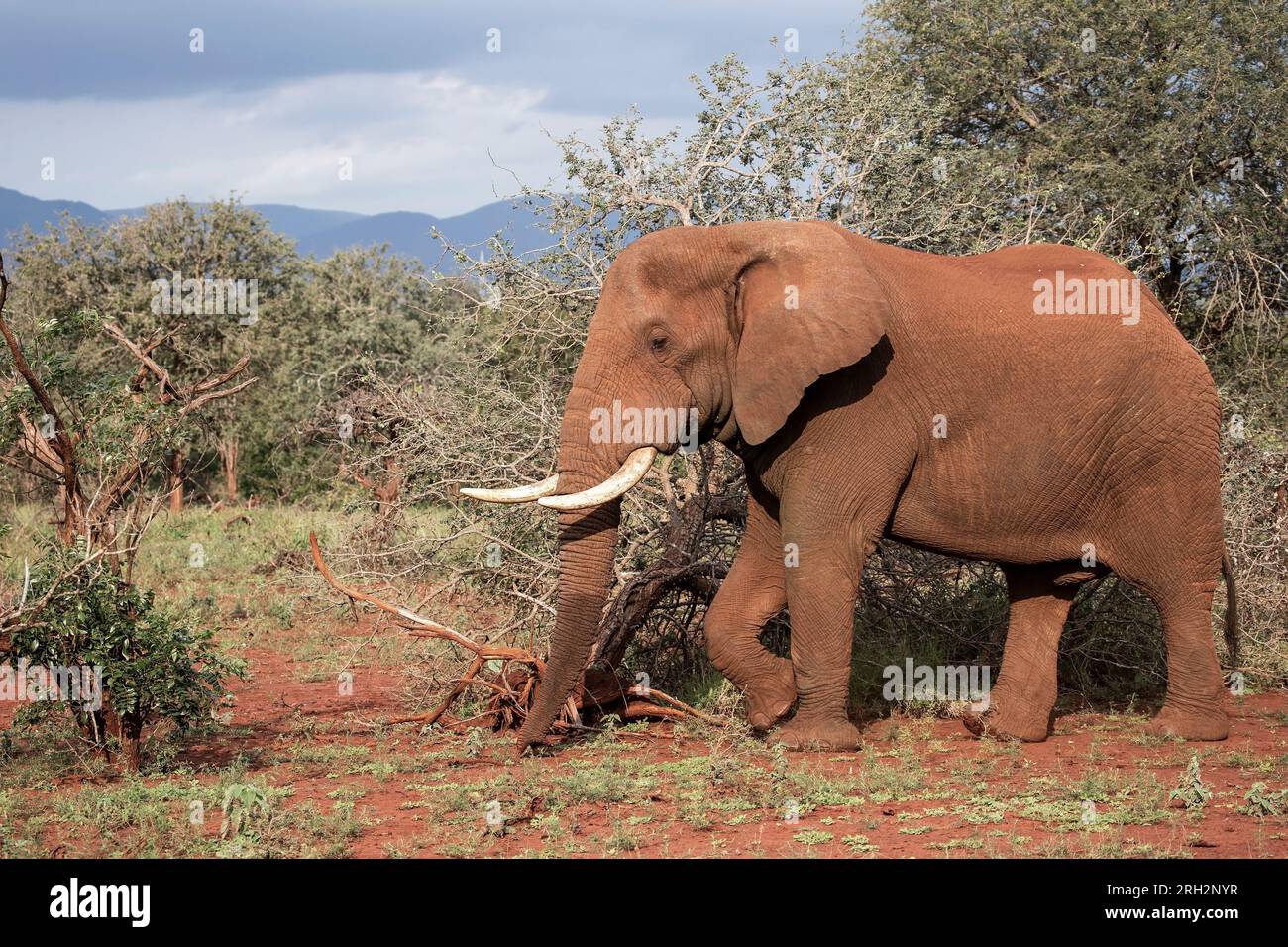 Großer erwachsener afrikanischer Elefant Loxodonta africana im Profil, das durch den afrikanischen Busch und das Akaziengehege in Kwa Zulu Natal, Südafrika, schlängelt Stockfoto