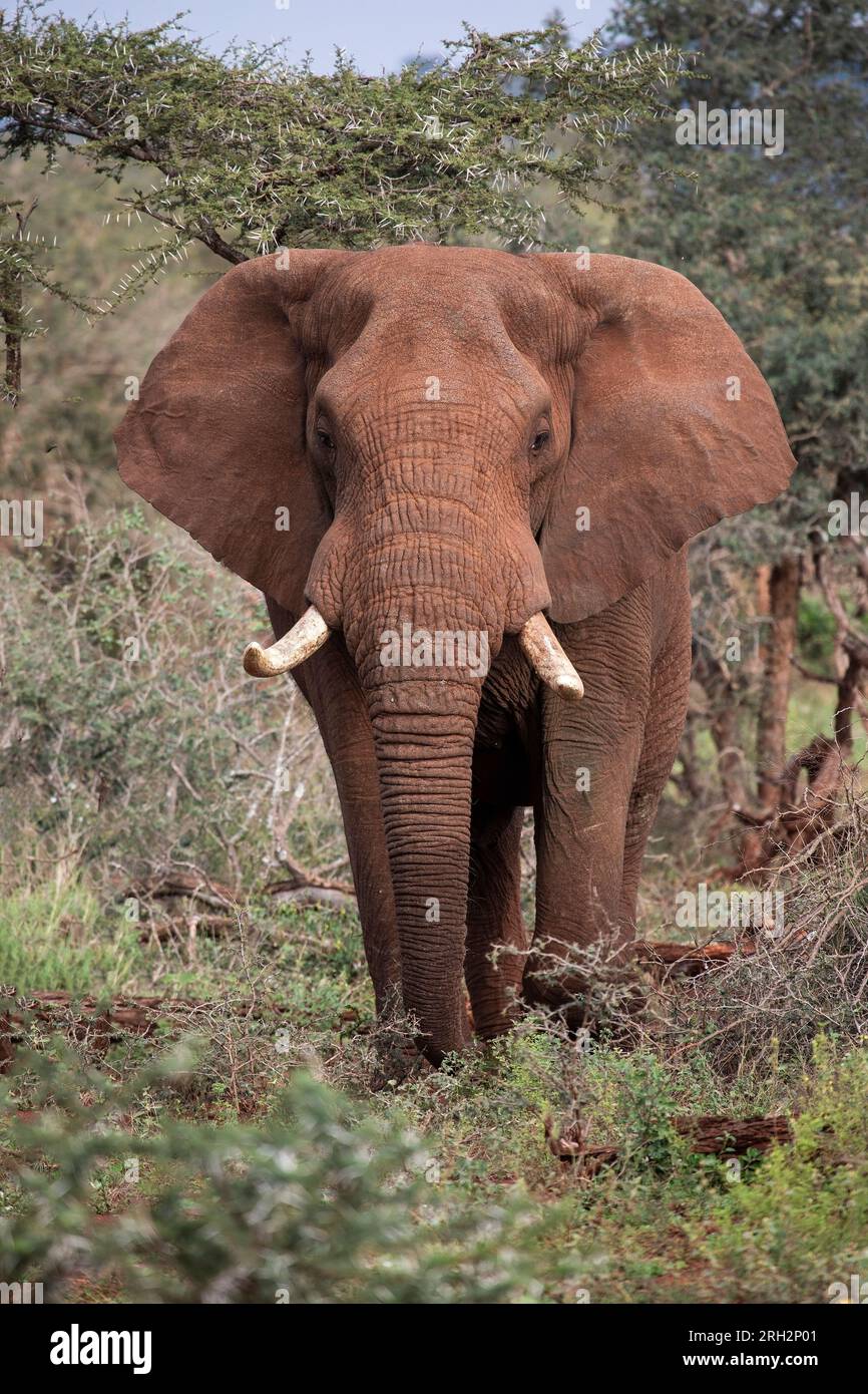 Nahaufnahme eines großen afrikanischen Elefantenkopfes auf Loxodonta africana mit großen Stoßzähnen und Ohren im Hochformat Stockfoto