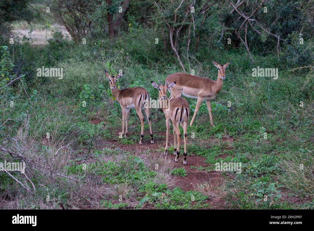 Drei weibliche Impala (Mutterschafe) Aepyceros melampus in einem Rudeland, das in einem privaten Wildreservat in Südafrika aufräumt Stockfoto