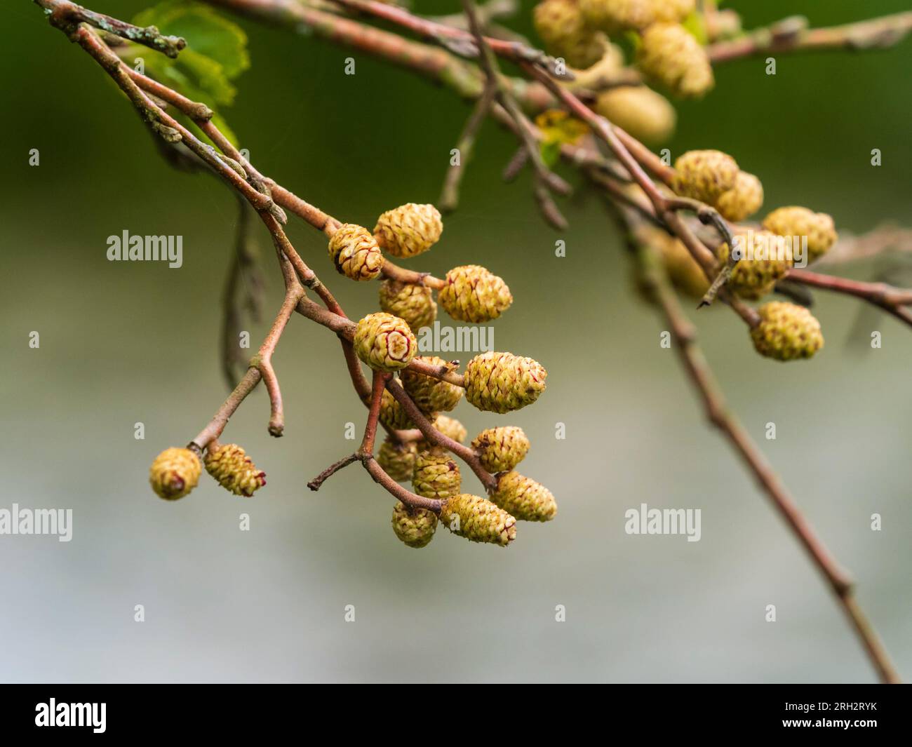 Die Entwicklung weiblicher Katzenkatzen der goldenen Erle, Alnus incana „Aurea“ in einem britischen Garten Stockfoto