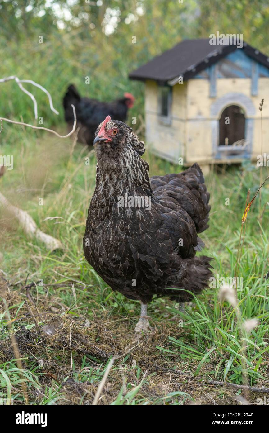 Ein Huhn, das an einem späten Nachmittag in Schweden frei im Gras herumläuft Stockfoto