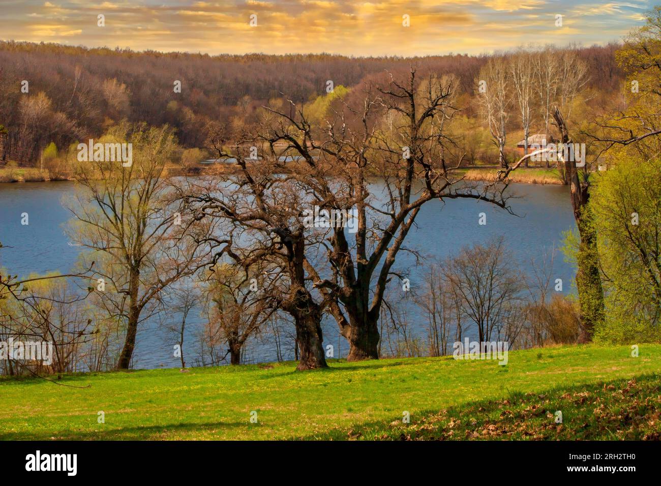 Alte Eichen in Kachanovka am Flussufer Stockfoto