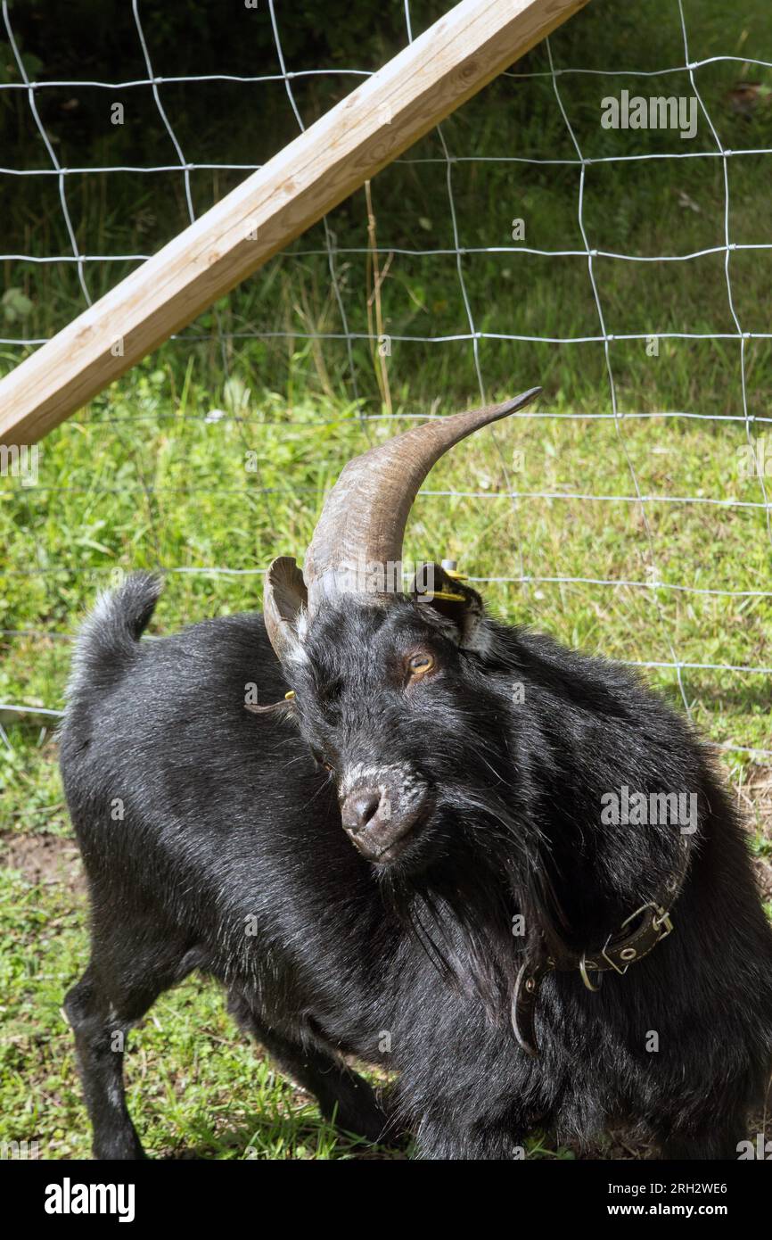 Schwarze Ziege. Schwarze Ziege auf einer Farm, die am Zaun posiert Stockfoto