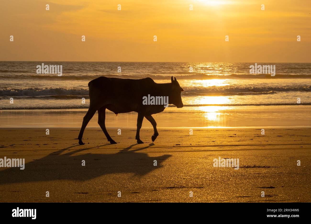 Holy Indian Cow: Spaziergang entlang der Sandküste am warmen Sommerabend in South Goa, Agonda Stockfoto