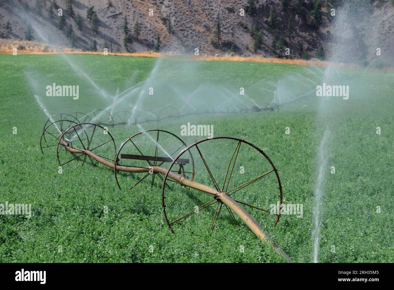 Ein Bewässerungssystem auf Rädern spritzt Wasser auf einem landwirtschaftlichen Feld im Süden Kanadas Stockfoto