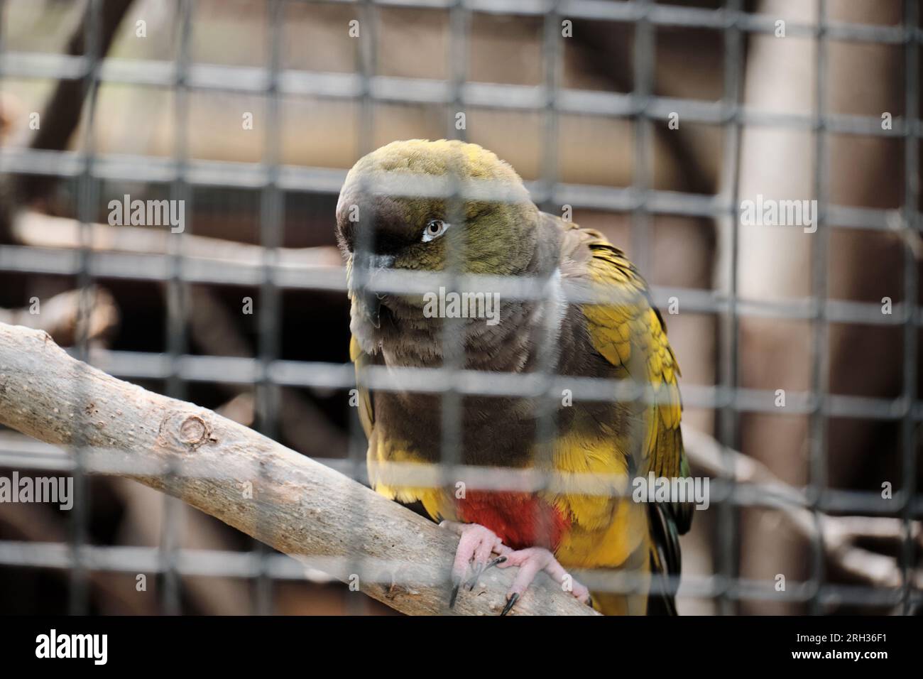 Conure sitzt auf einem Ast in einem Käfig im Zoo Stockfoto