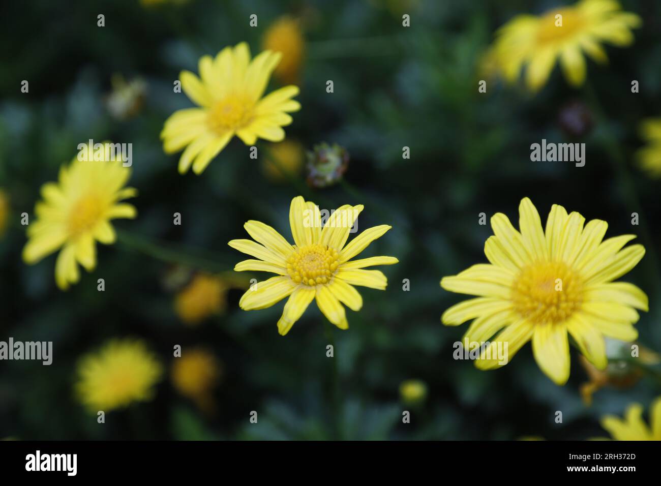 Blühende Blumen Stockfoto