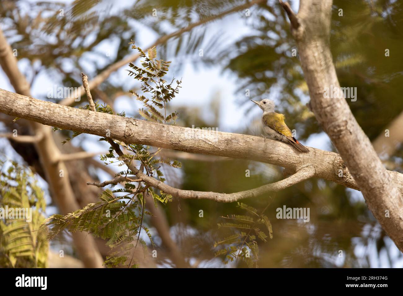 Afrikanischer grauer Specht Dendropicos goertae, Erwachsene Frau hoch oben auf dem Ast, Nambikala, Gambia, Februar Stockfoto