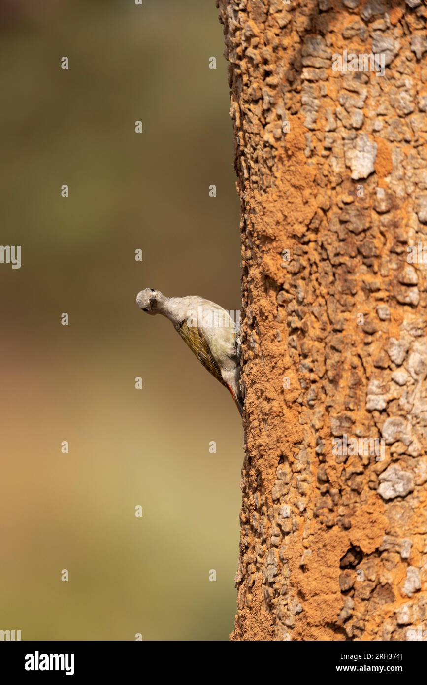 Afrikanischer grauer Specht Dendropicos goertae, Erwachsene Frau hoch oben auf dem Kofferraum, Nambikala, Gambia, Februar Stockfoto