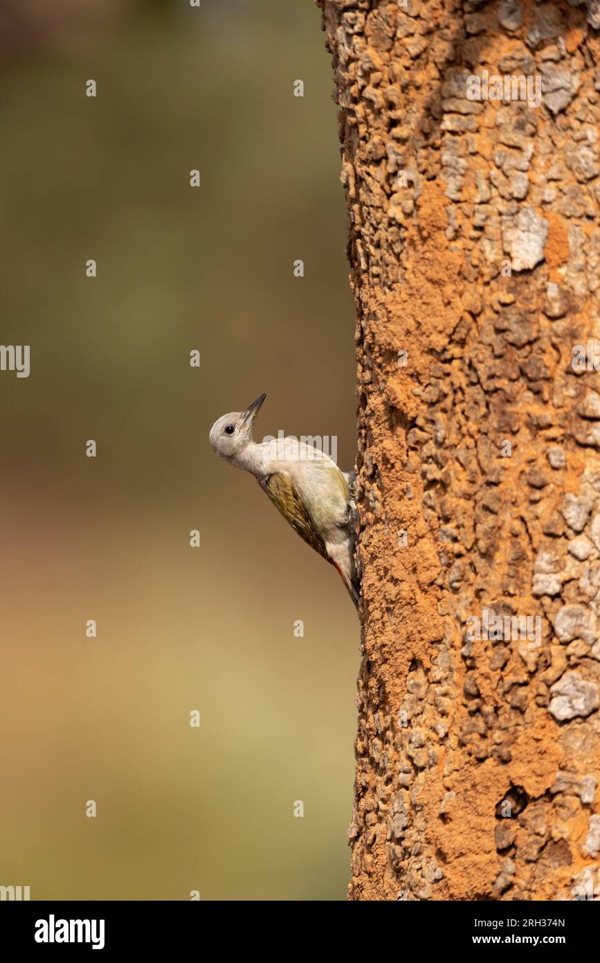 Afrikanischer grauer Specht Dendropicos goertae, Erwachsene Frau hoch oben auf dem Kofferraum, Nambikala, Gambia, Februar Stockfoto