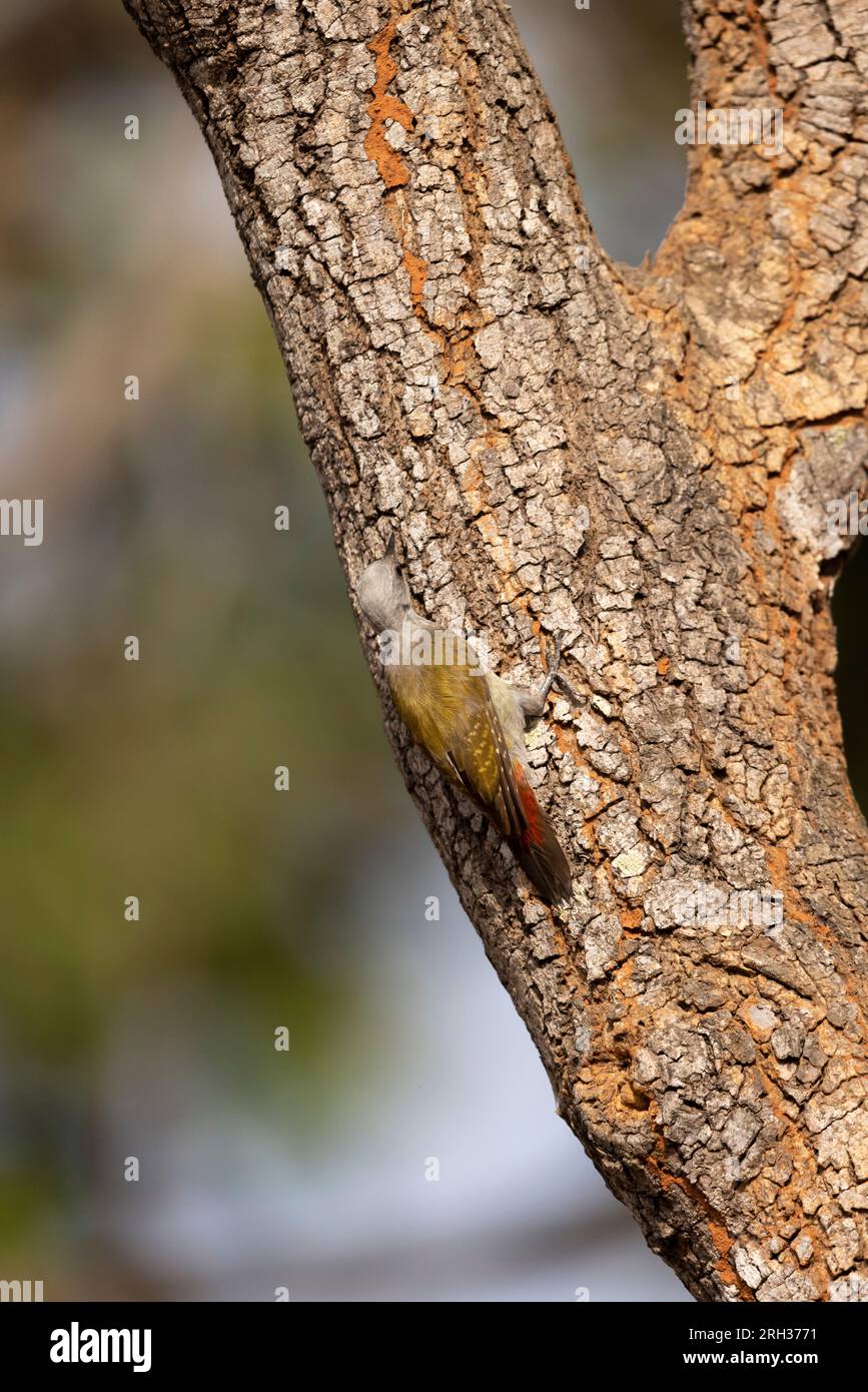 Afrikanischer grauer Specht Dendropicos goertae, Erwachsene Frau hoch oben auf dem Kofferraum, Nambikala, Gambia, Februar Stockfoto