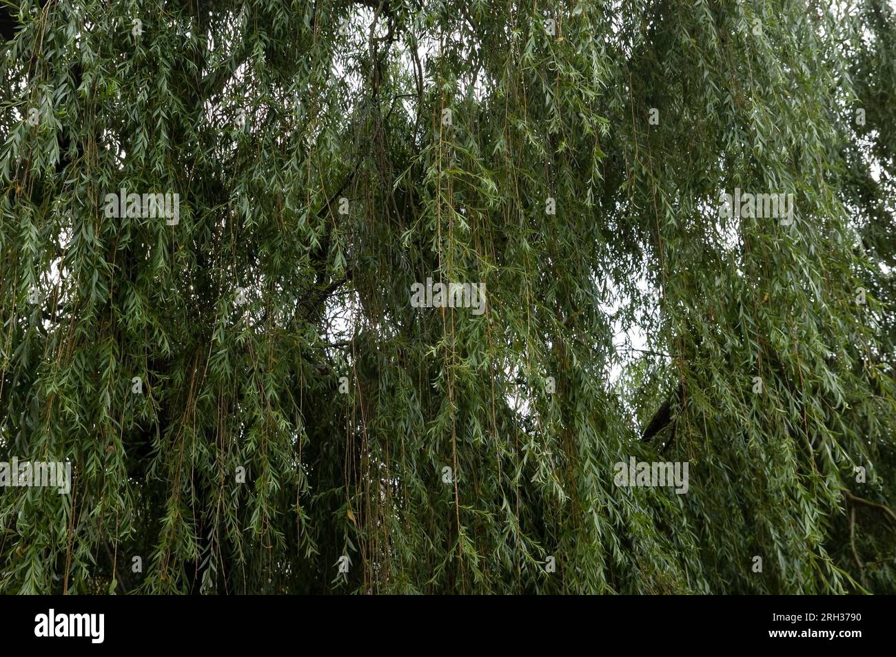 Sommerhintergrund: willow-grüne Blätter und Zweige am Himmel Stockfoto