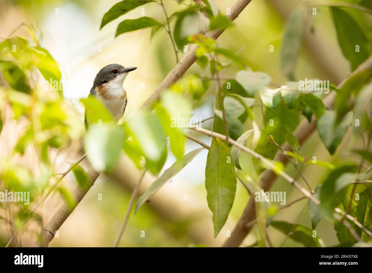 Platysteira cyanea mit braunem Kehlkopf, Erwachsene Frau hoch oben im Baum, Mandina Lodges, Gambia, Februar Stockfoto