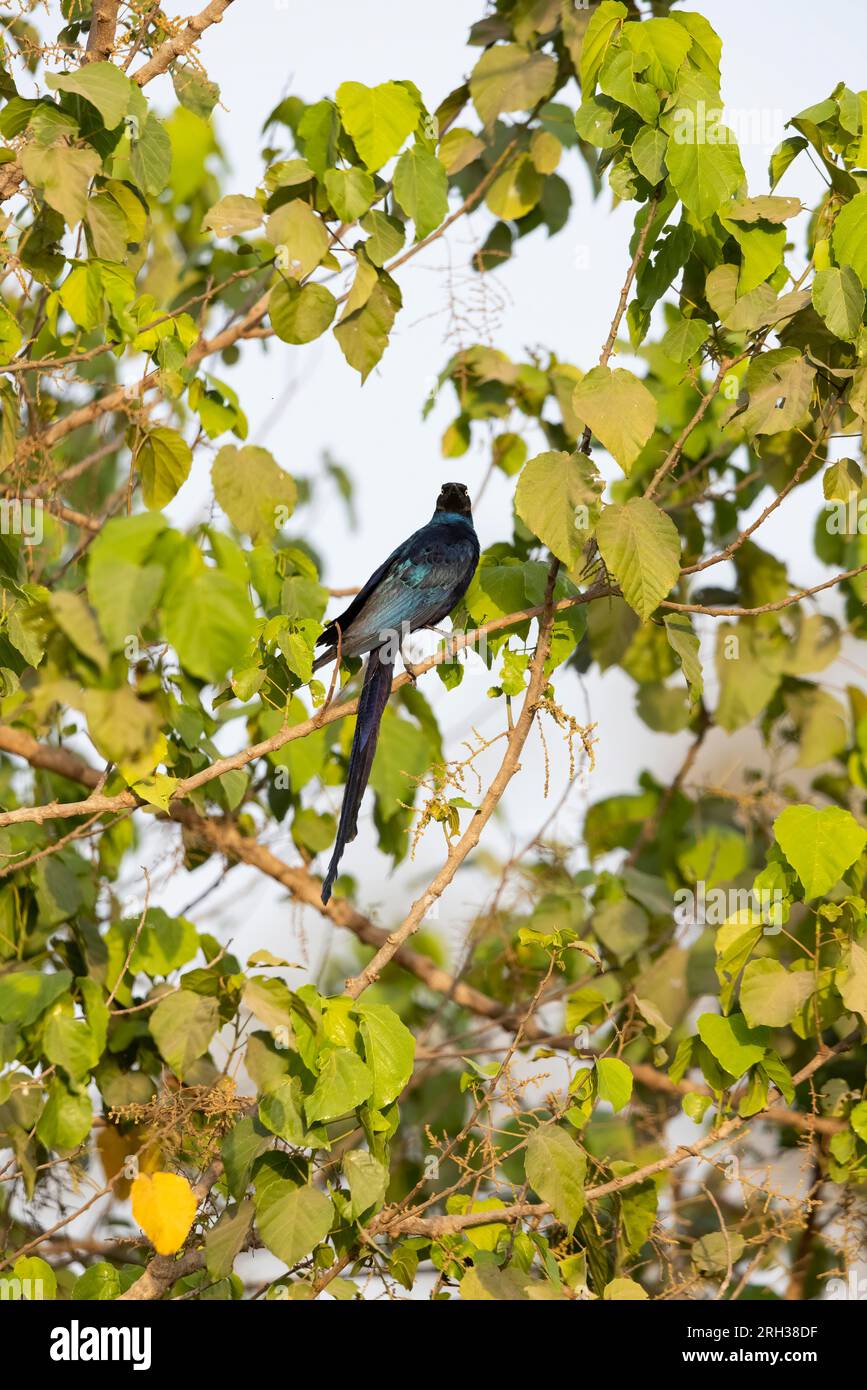 Longtail Glossy Starling Lamprotornis caudatus, Erwachsener hoch oben im Baum, Marakissa, Gambia, März Stockfoto