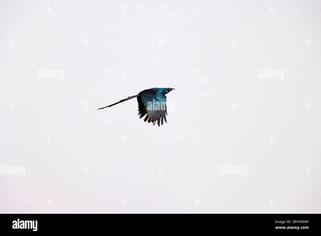 Longtail Glossy Starling Lamprotornis caudatus, Erwachsener im Flug, Marakissa, Gambia, März Stockfoto