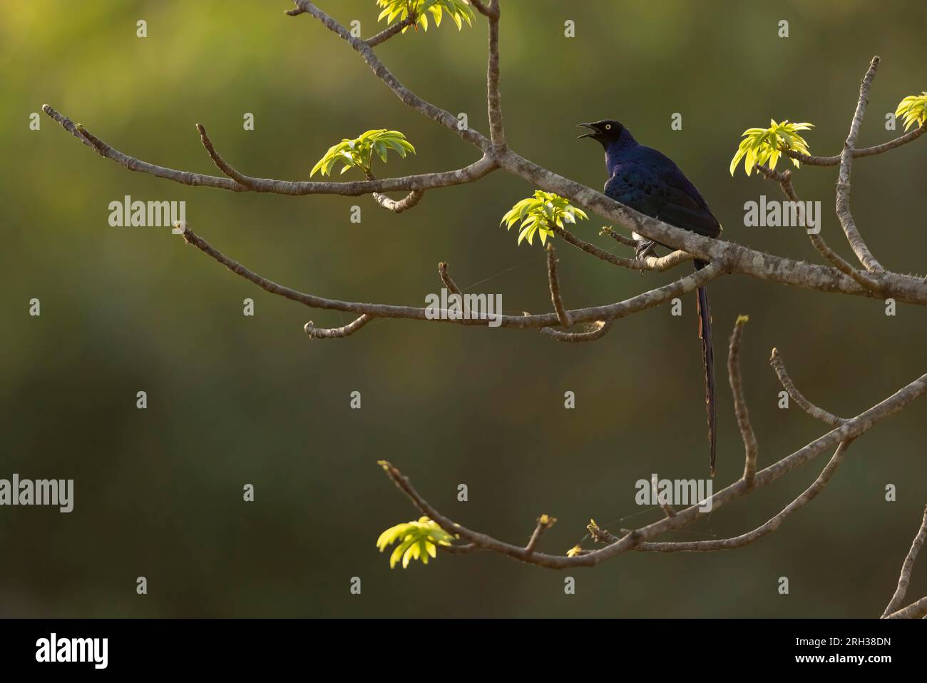 Longtail Glossy Starling Lamprotornis caudatus, Erwachsener hoch oben im Baum, Marakissa, Gambia, März Stockfoto