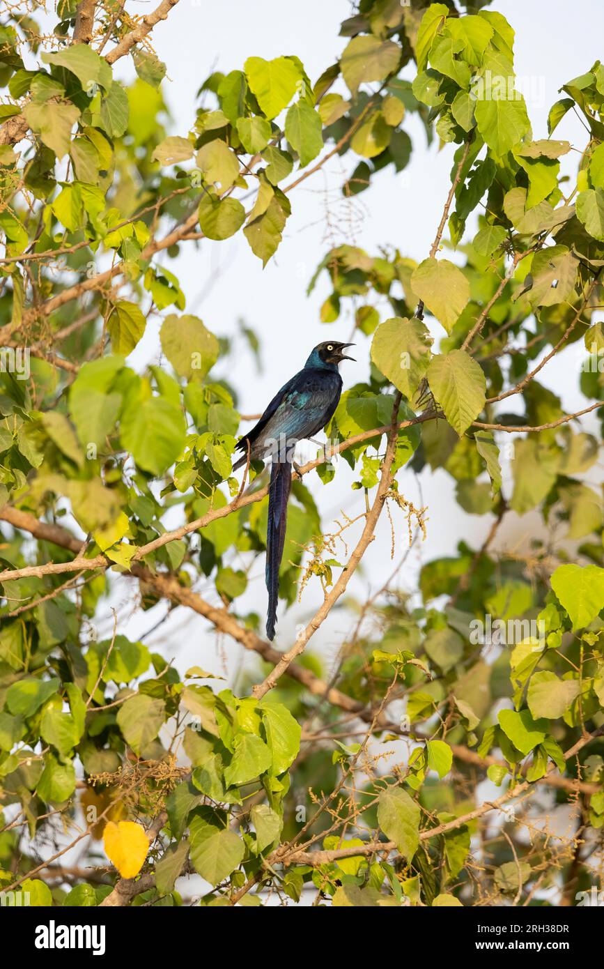 Longtail Glossy Starling Lamprotornis caudatus, Erwachsener hoch oben im Baum, Marakissa, Gambia, März Stockfoto