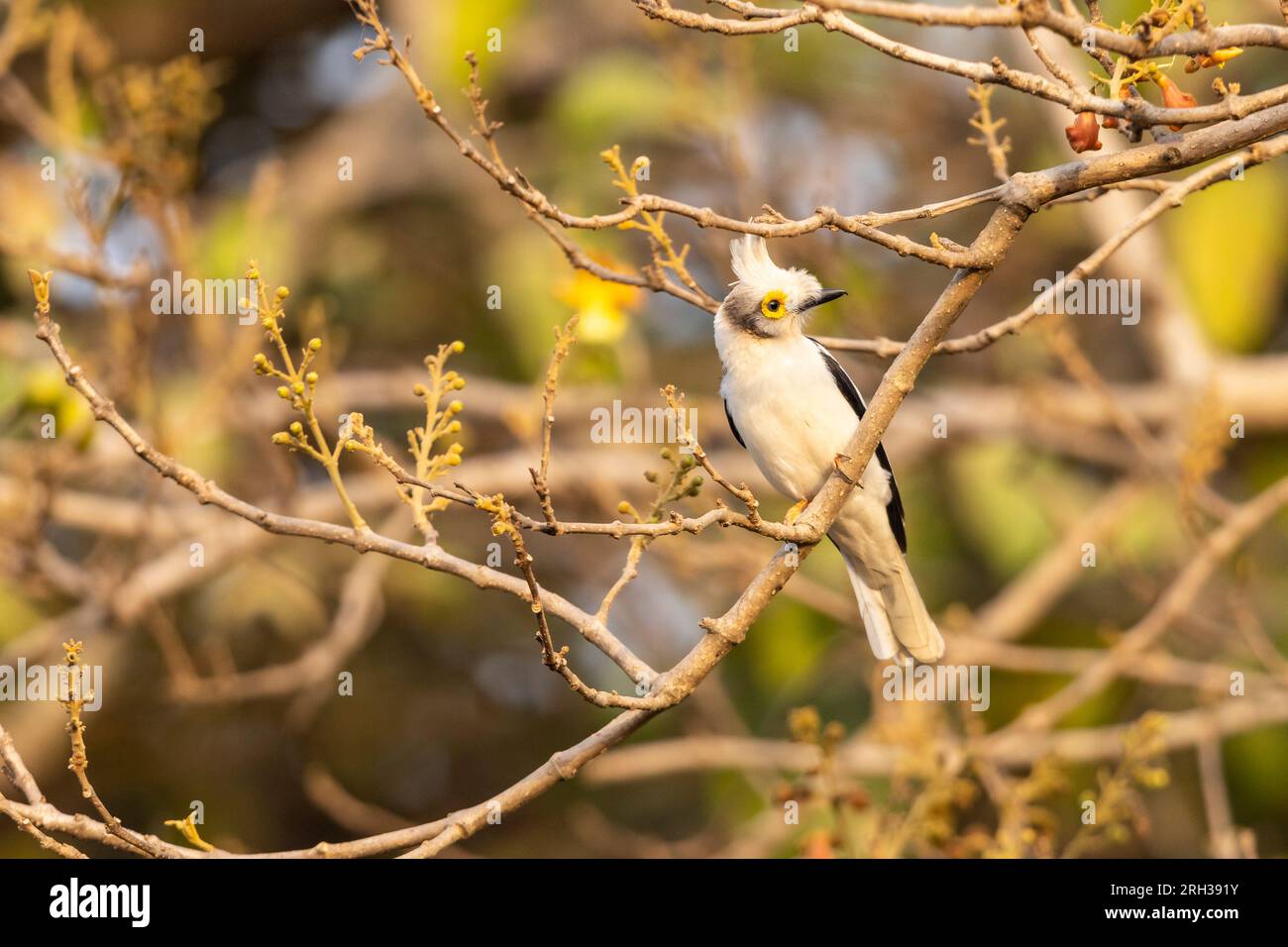 Weißschaufel-Helmschrike Prionops plumatus, Erwachsener hoch oben im Baum, Nambikala, Gambia, Februar Stockfoto