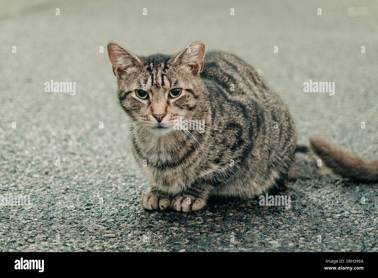 Katzen in Crown Heights, Brooklyn, New York Stockfoto
