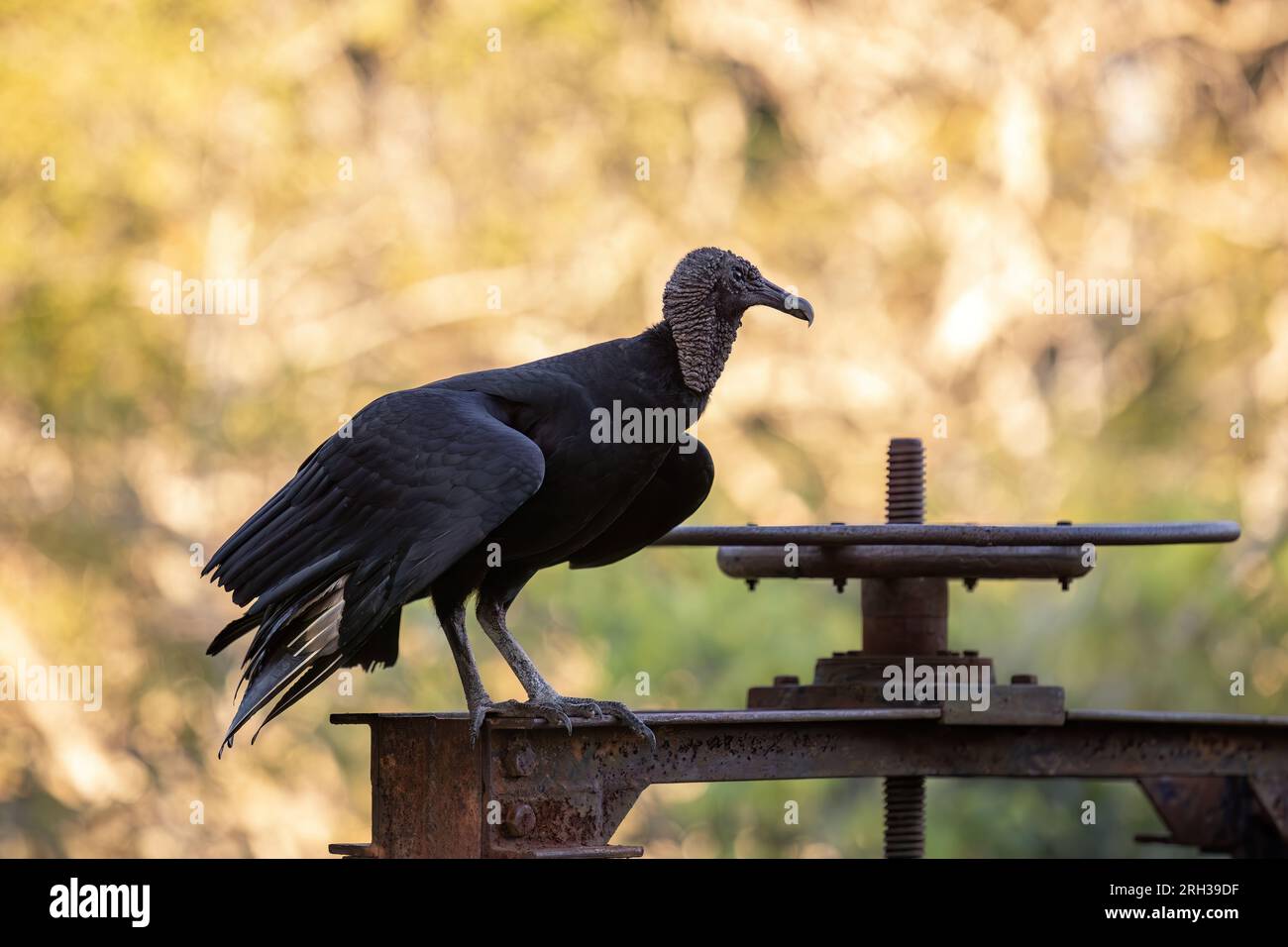Tierschwarzer Zirkel der Art Coragyps atratus Stockfoto