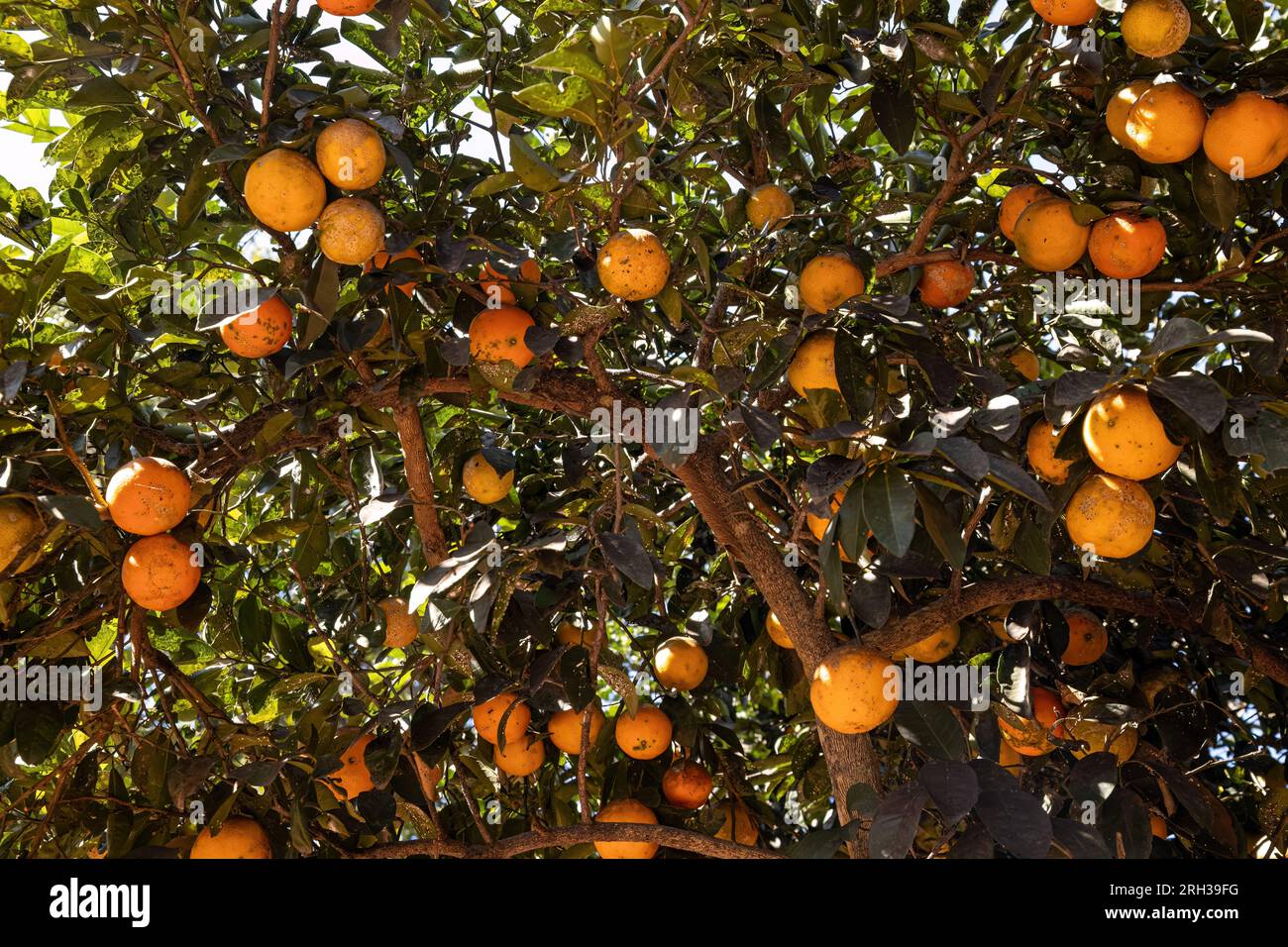 Rangpur Fruchtbaum der Gattung Citrus Stockfoto