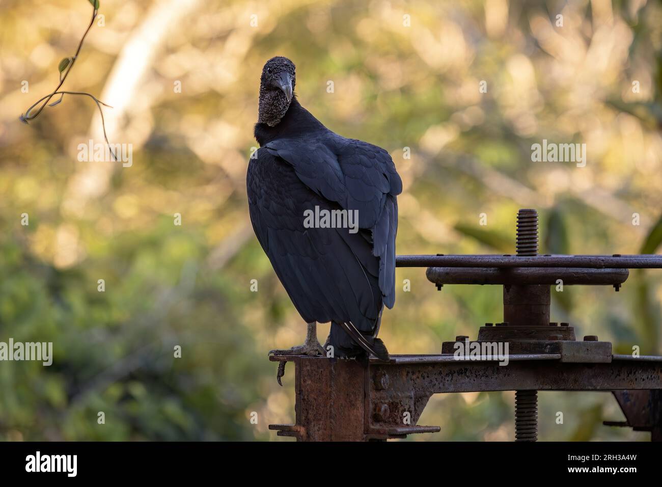 Tierschwarzer Zirkel der Art Coragyps atratus Stockfoto
