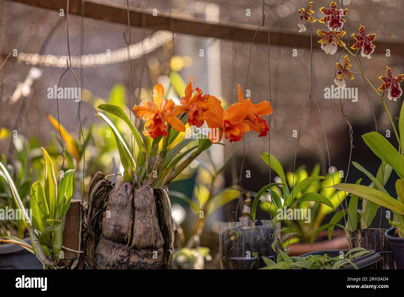 Verschlüsse der Orchideenblütenpflanze der Gattung Cattleya Stockfoto