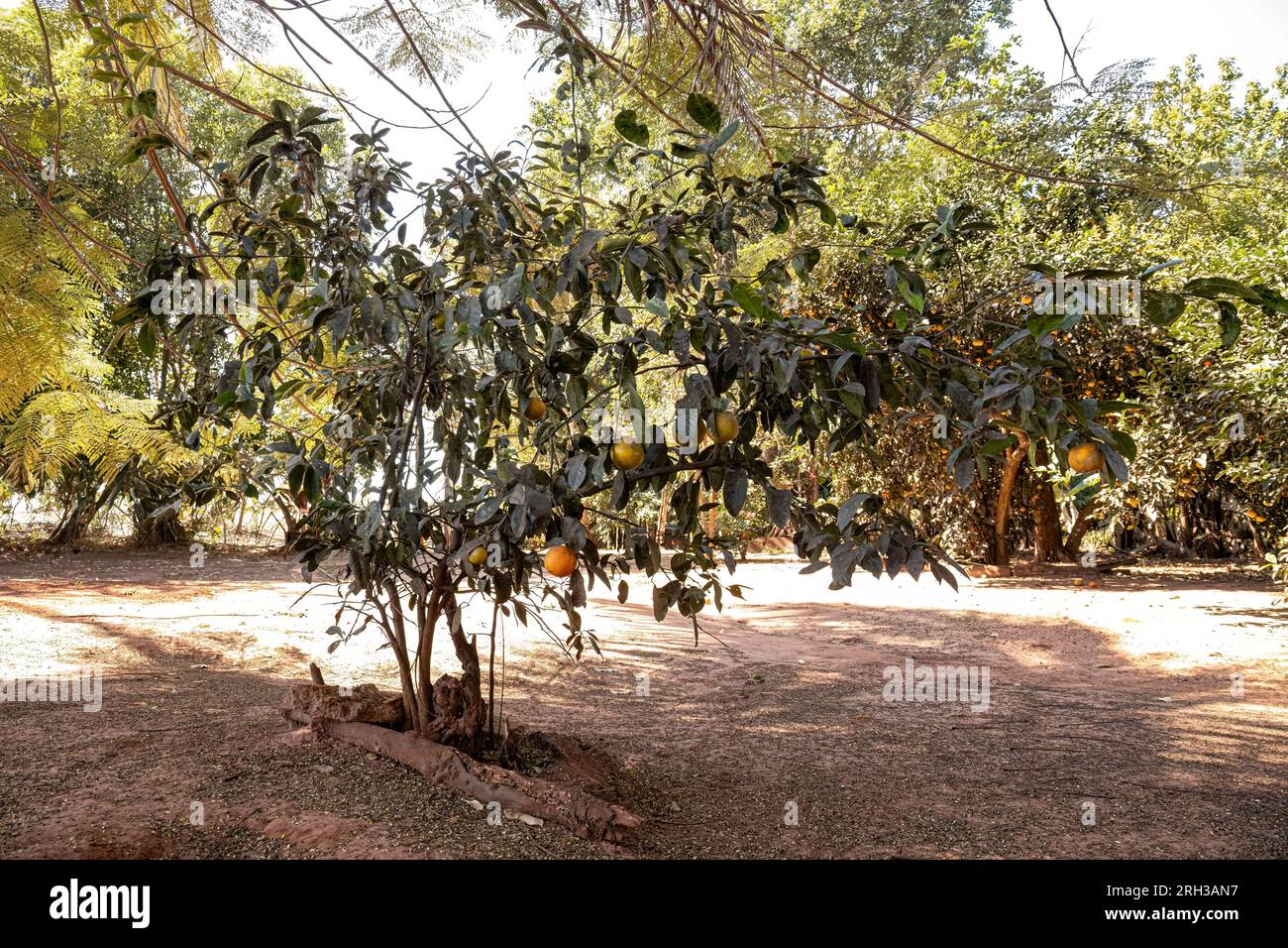 Rangpur Fruchtbaum der Gattung Citrus Stockfoto