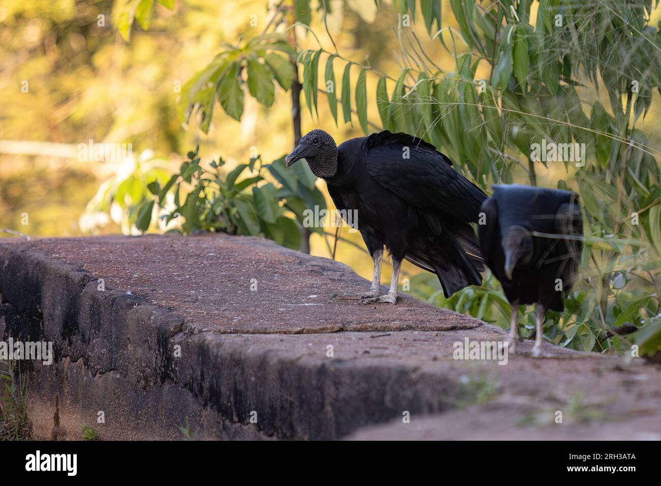 Tierschwarzer Zirkel der Art Coragyps atratus Stockfoto