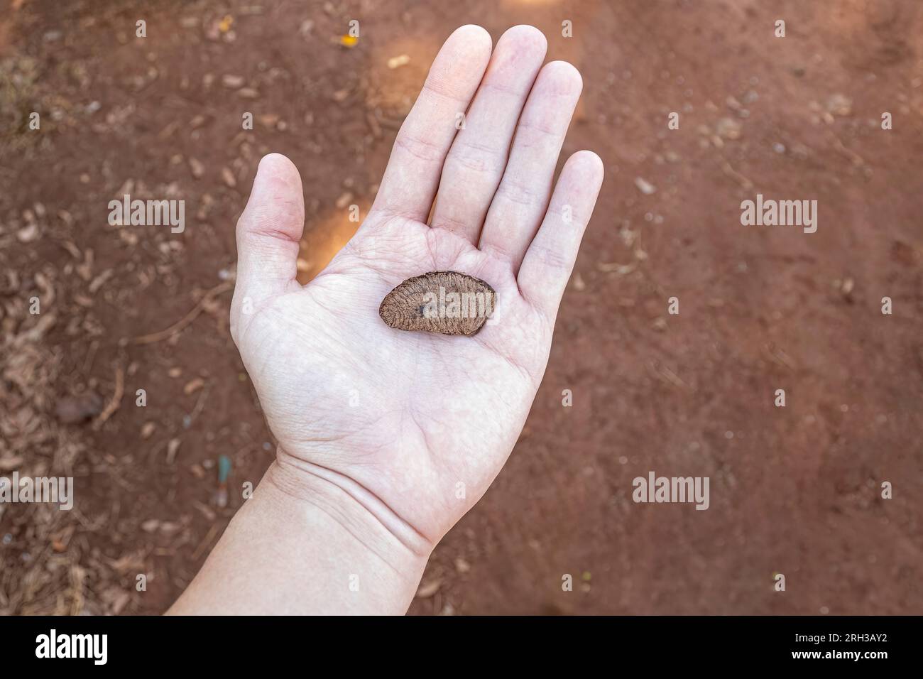 Nahaufnahme der offenen Hand mit einer isolierten Paranuss in der Schale Stockfoto