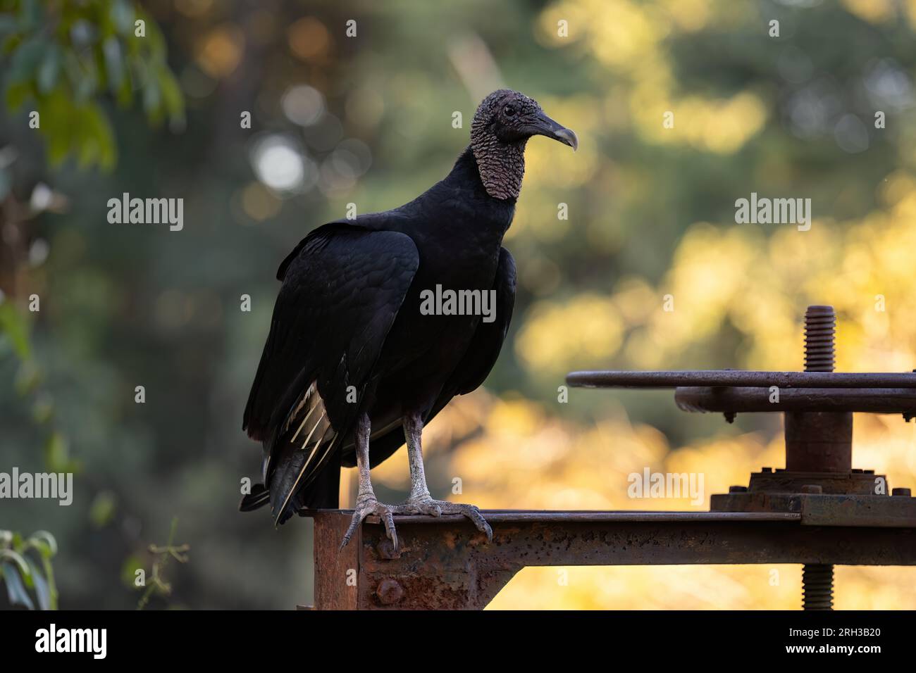 Tierschwarzer Zirkel der Art Coragyps atratus Stockfoto