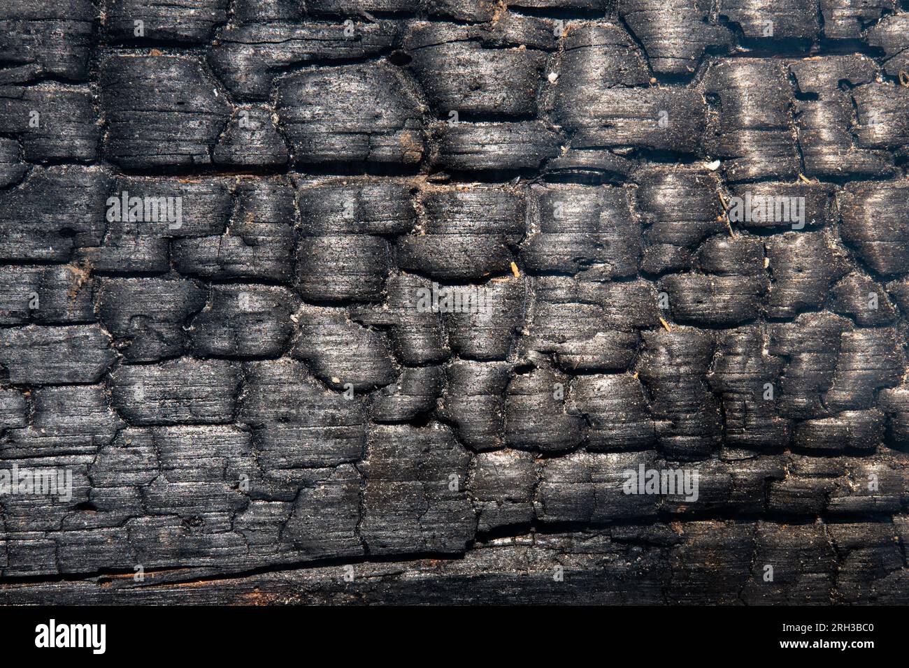 Ein Feuer schwärzte nach einem Lauffeuer durch einen Wald in den Bergen der Sierra Nevada in Kalifornien, USA. Stockfoto