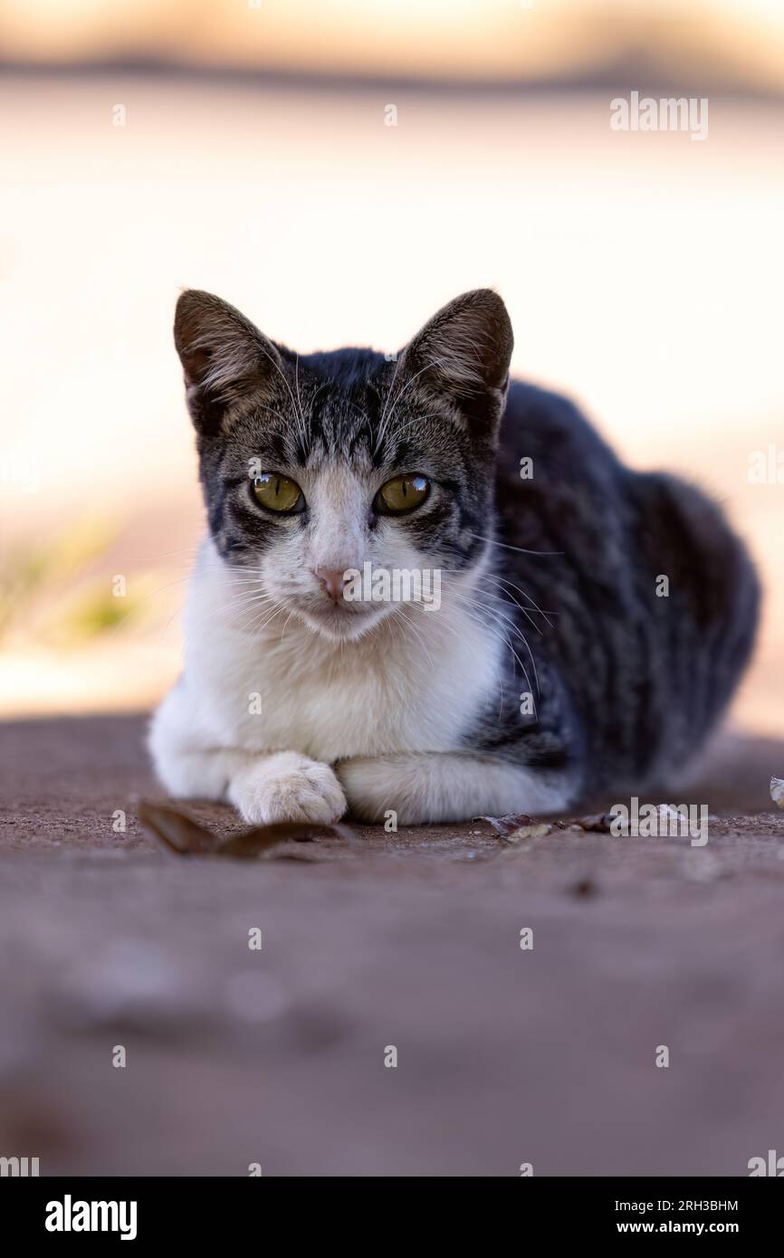 Kleine Hauskatze in der Nahaufnahme mit selektivem Fokus Stockfoto