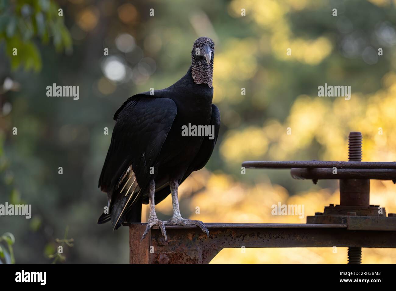 Tierschwarzer Zirkel der Art Coragyps atratus Stockfoto