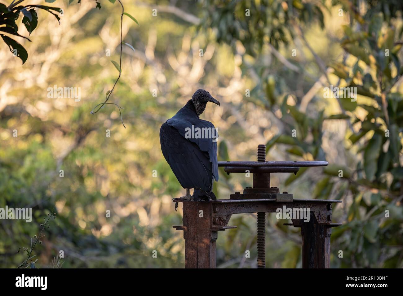 Tierschwarzer Zirkel der Art Coragyps atratus Stockfoto