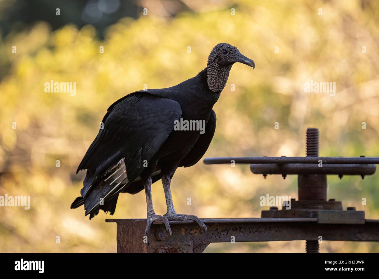 Tierschwarzer Zirkel der Art Coragyps atratus Stockfoto
