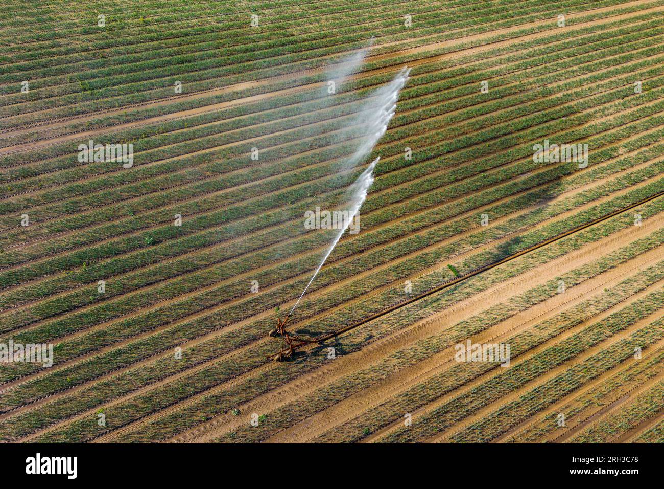 Das Wasser eines Bewässerungssystems auf einem Feld wird vom Wind aus der Perspektive der Drohne in Wassernebel zerstäubt Stockfoto