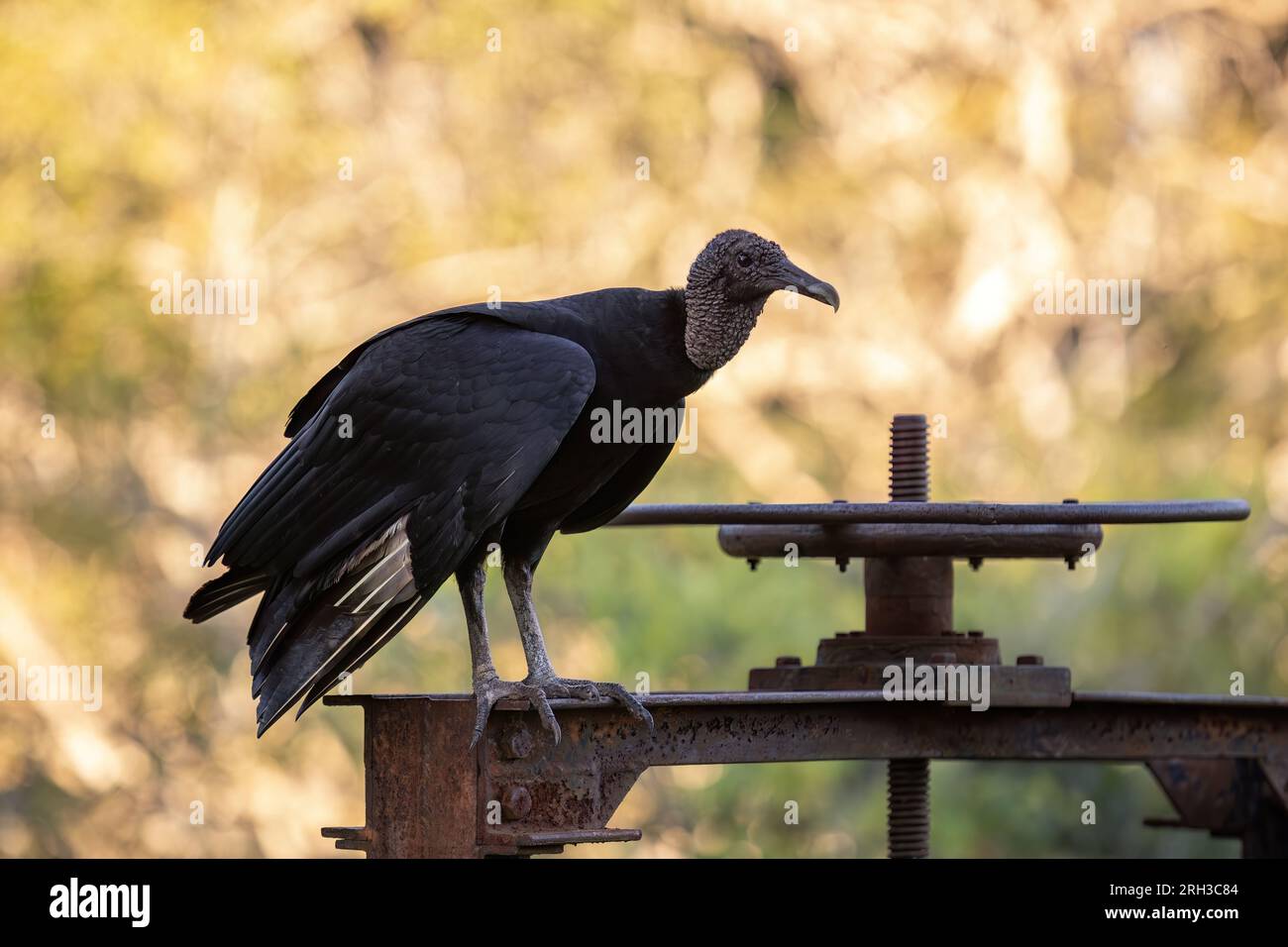 Tierschwarzer Zirkel der Art Coragyps atratus Stockfoto
