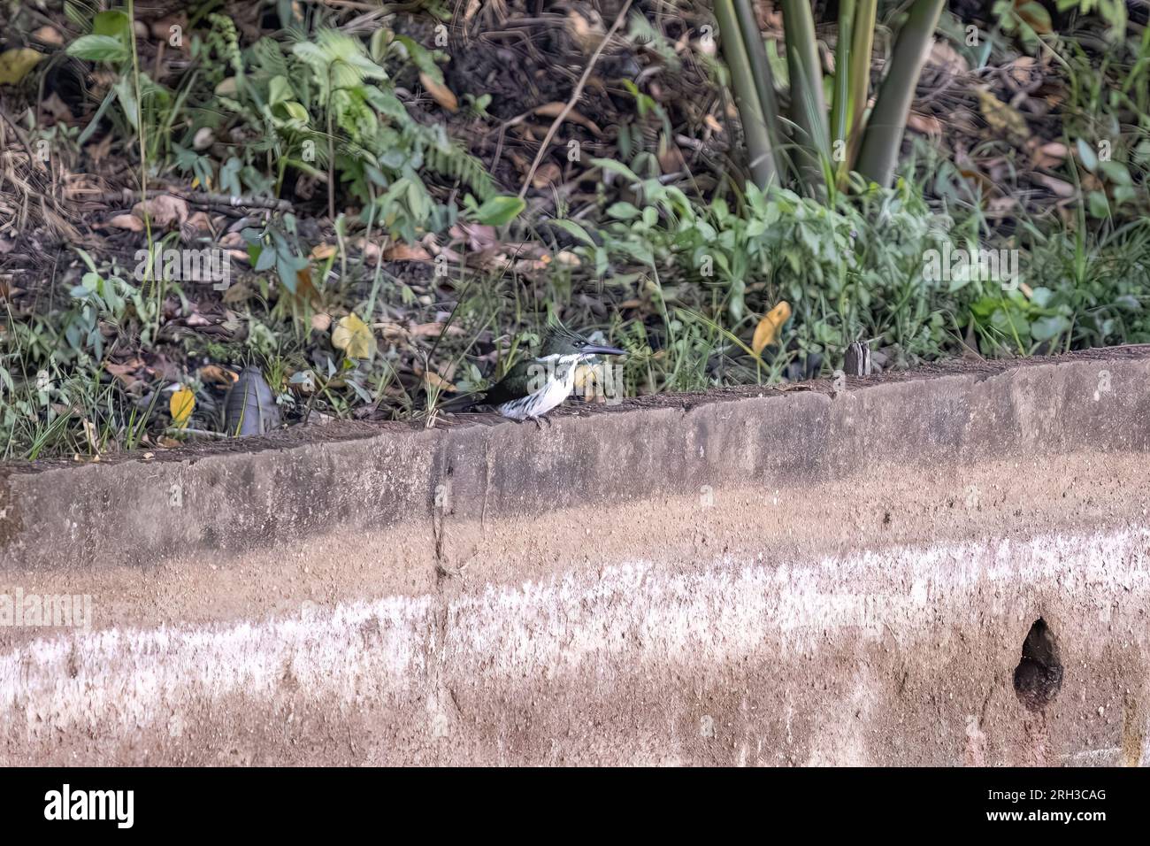 Kleinvogel Amazonas Kingfisher der Art Chloroceryle amazona Stockfoto