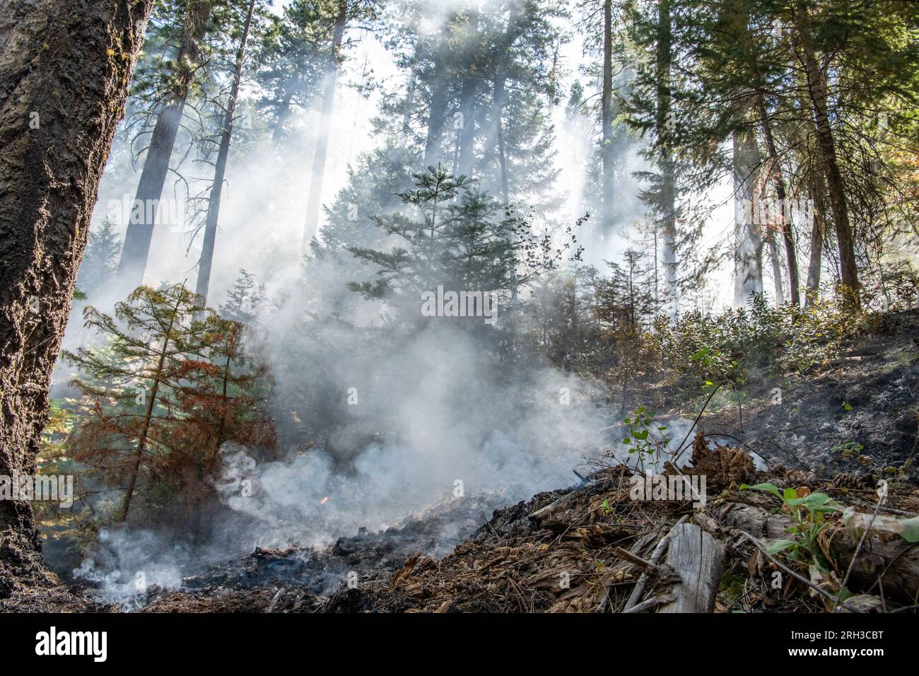 Im Stanislaus National Forest in der Sierra Nevada von Kalifornien strömen Rauch und Dunst in die Luft, während ein Feuer mit geringer Intensität durch die Unterbürste brennt. Stockfoto