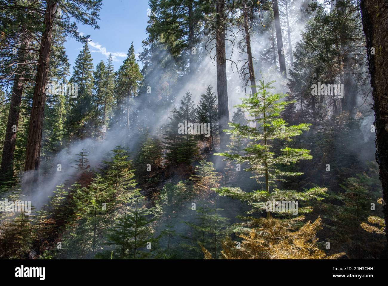 Im Stanislaus National Forest in der Sierra Nevada von Kalifornien strömen Rauch und Dunst in die Luft, während ein Feuer mit geringer Intensität durch die Unterbürste brennt. Stockfoto