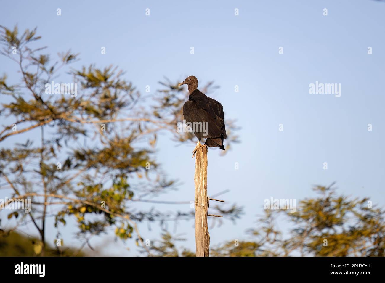 Tierschwarzer Zirkel der Art Coragyps atratus Stockfoto
