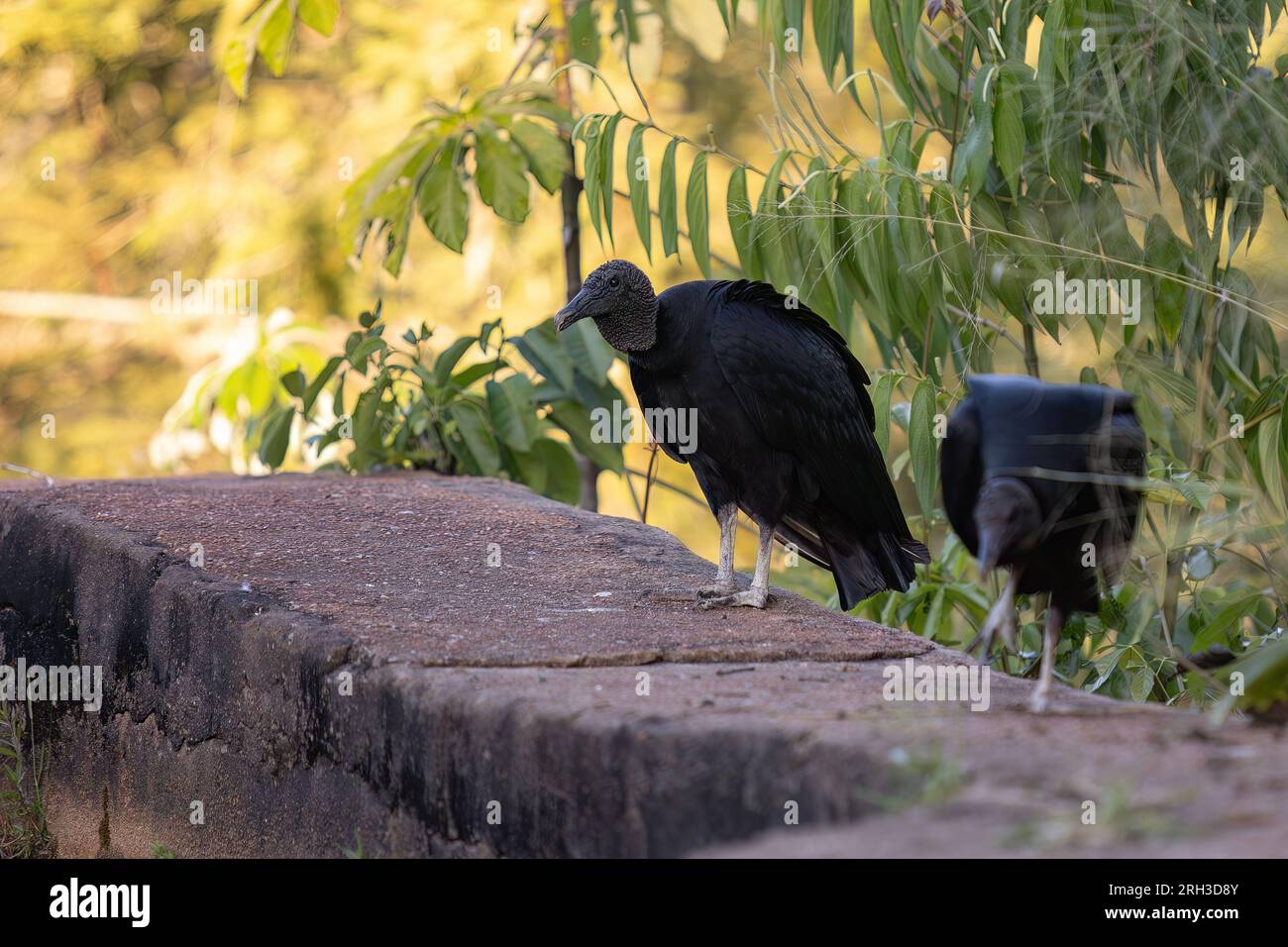 Tierschwarzer Zirkel der Art Coragyps atratus Stockfoto