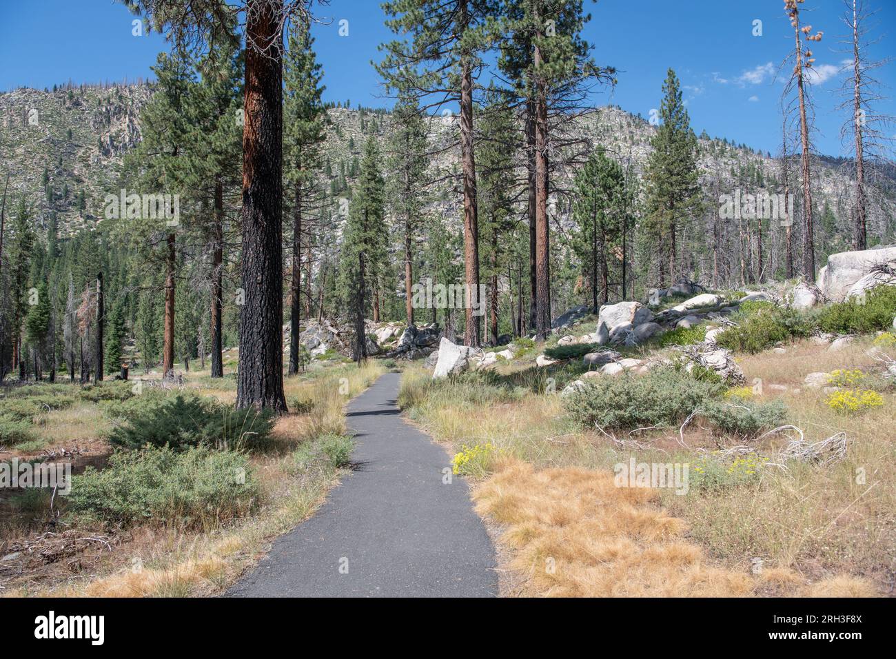 Ein befestigter Wanderweg, der zu den Säulen der Giants im Stanislaus National Forest in den Sierra Nevada Bergen von Kalifornien führt. Stockfoto