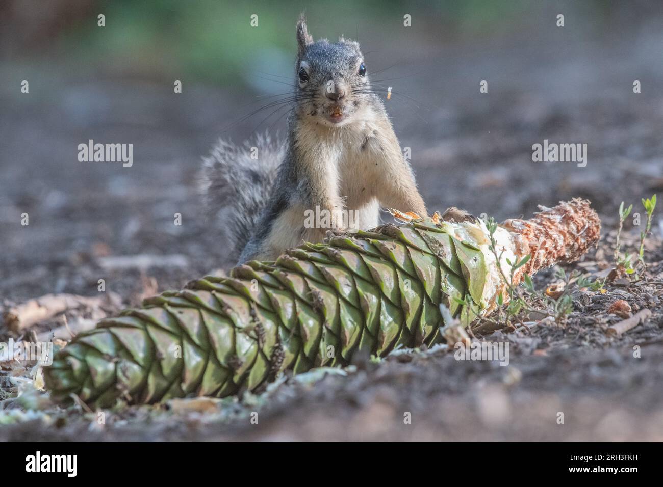 Douglas Eichhörnchen (Tamiasciurus douglasii), das im stanislaus National Forest in den Bergen der Sierra Nevada in Kalifornien einen großen Kiefernzapfen isst. Stockfoto