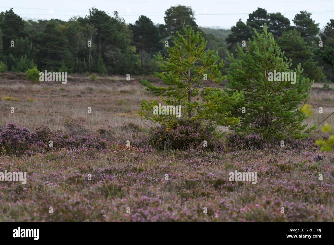 St. Catherine Hill Dorset Stockfoto