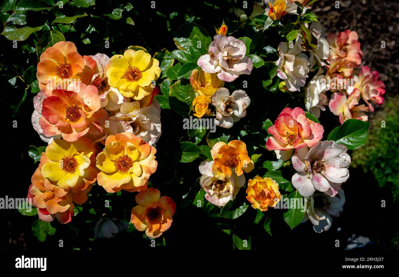 Boise Rosengarten mit bunten Blütenblättern Stockfoto