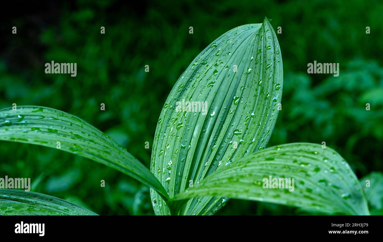 Tautropfen auf einem Blatt tief im Wald Stockfoto