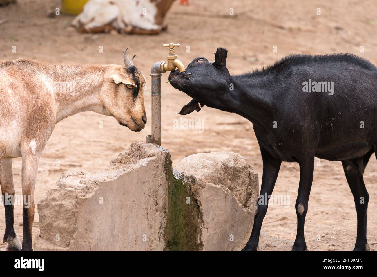 Schafe trinken aus einem undichten Wasserhahn, mit Wasser aus dem nahegelegenen Bohrloch, Kenia Stockfoto