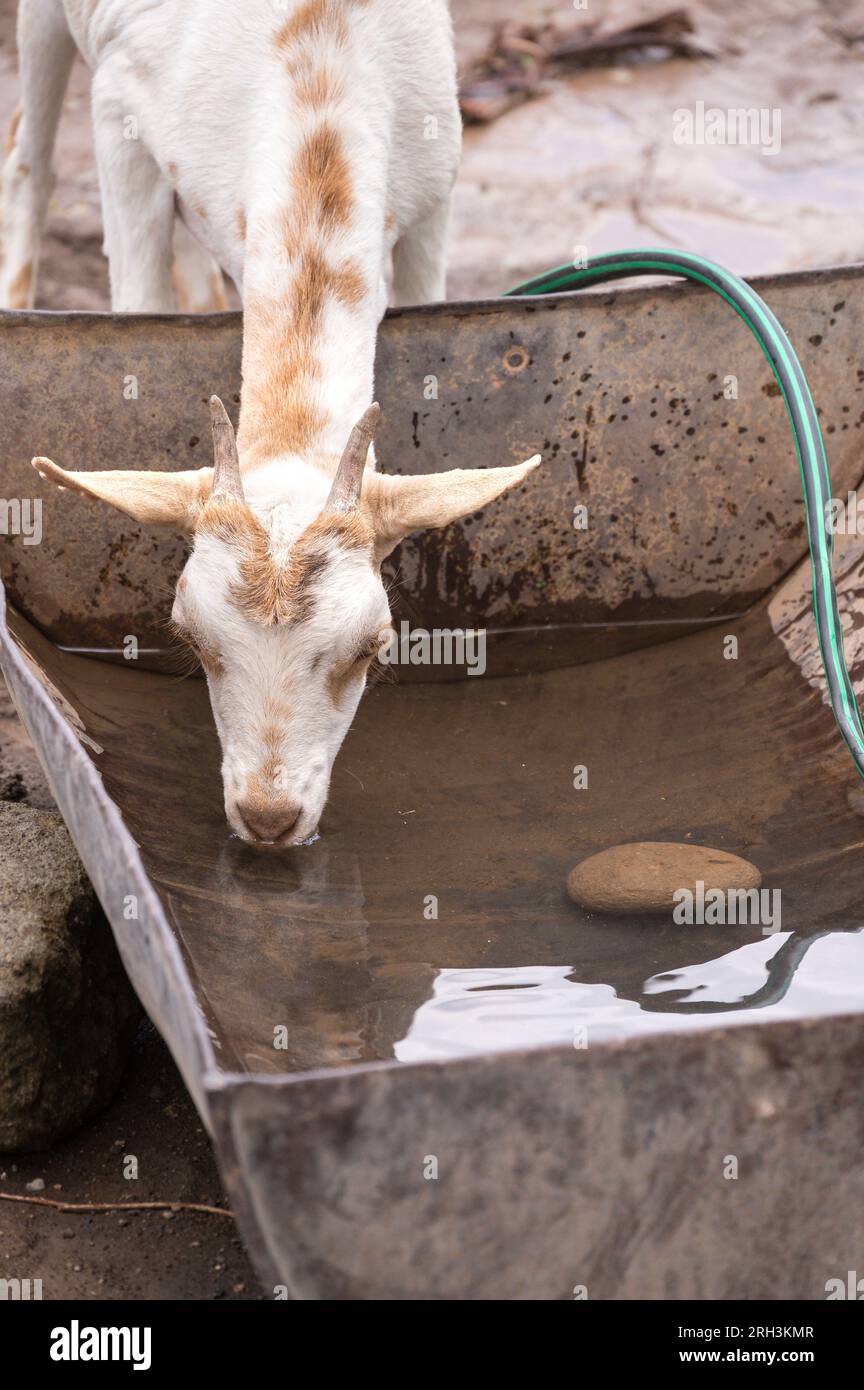 Schafe trinken aus einem Wasserbehälter, mit Wasser aus dem nahegelegenen Loch in Kenia Stockfoto